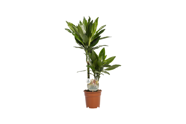 Dracaena P17 Janet Lind 30+10 ASP