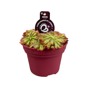Drosera Aliciae - P12