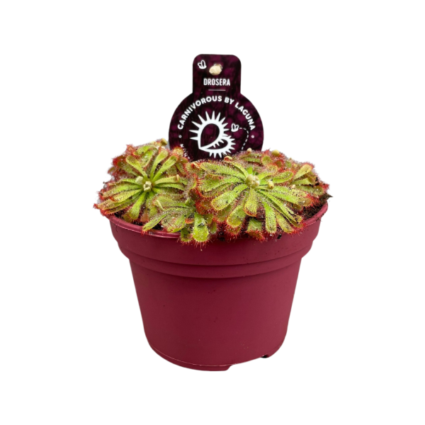 Drosera Aliciae - P12