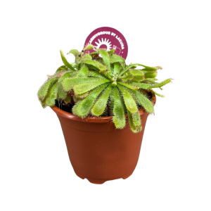 Drosera Aliciae - P8.5