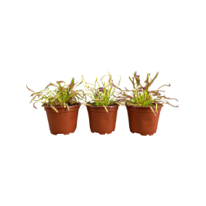 Drosera Capensis verschillende varianten - P8.5