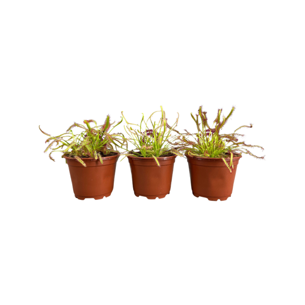 Drosera Capensis verschillende varianten - P8.5