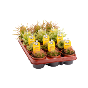 Drosera verschillende varianten - P8.5