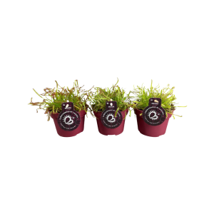 Drosera verschillende varianten - P12