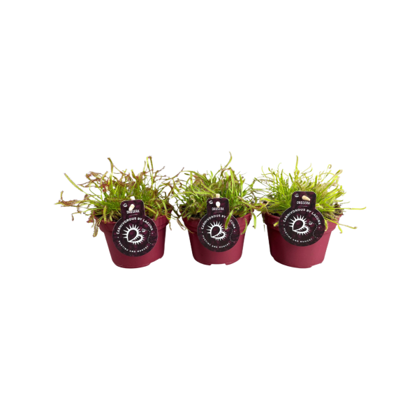 Drosera verschillende varianten - P12