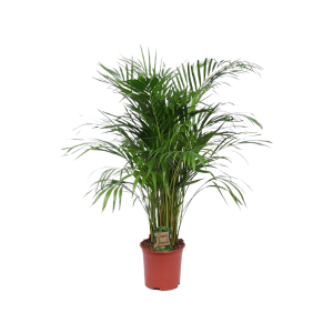 Goudpalm - Dypsis lutescens (Areca) - P21