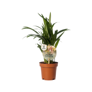 Dypsis lutescens P12 (Areca) ASP