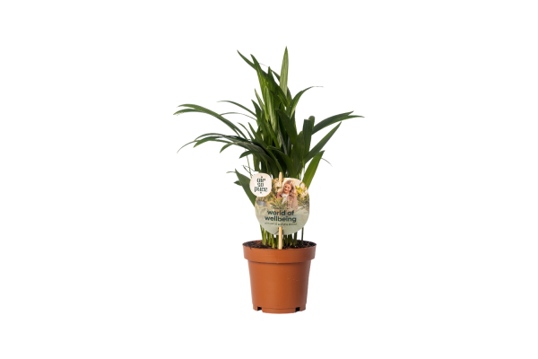 Dypsis lutescens P12 (Areca) ASP