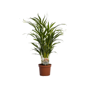 Dypsis lutescens P17 (Areca) ASP