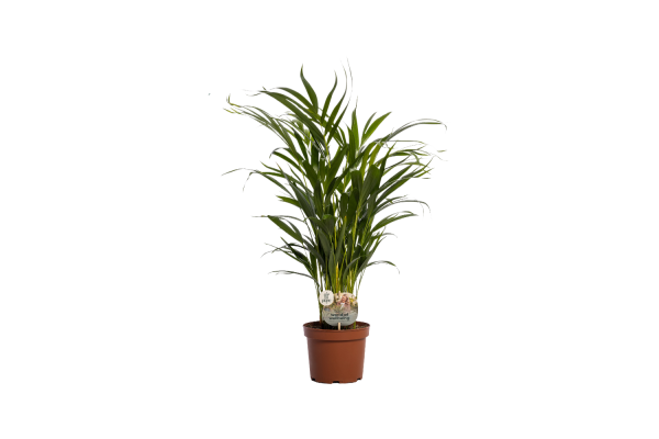 Dypsis lutescens P17 (Areca) ASP