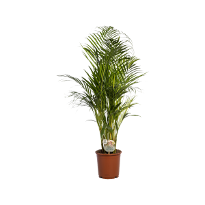Goudpalm - Dypsis lutescens (Areca) - P24