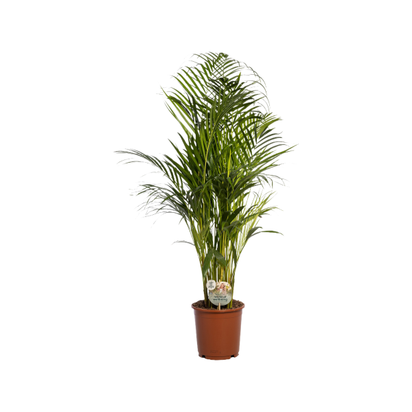 Goudpalm - Dypsis lutescens (Areca) - P24