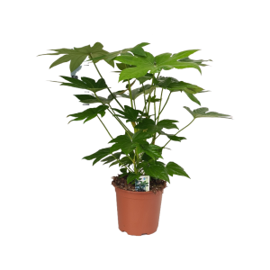 Fatsia Japonica - P19