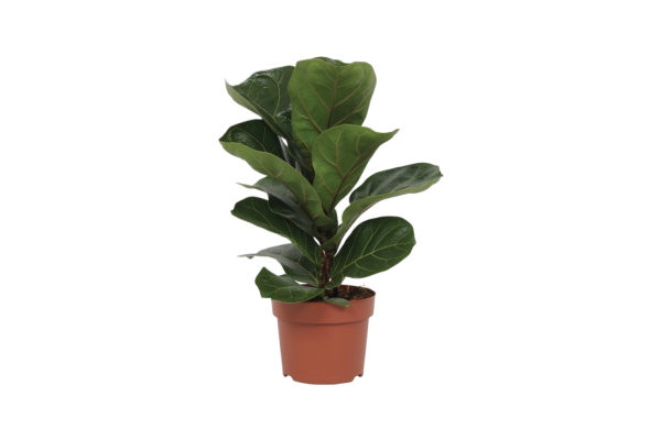 Ficus P12 Lyrata Bambino