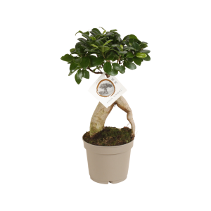 Ficus micr. Ginseng - P12
