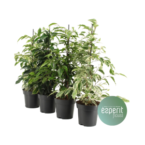 Ficus P14 benj. Royal - verschillende soorten per stuk