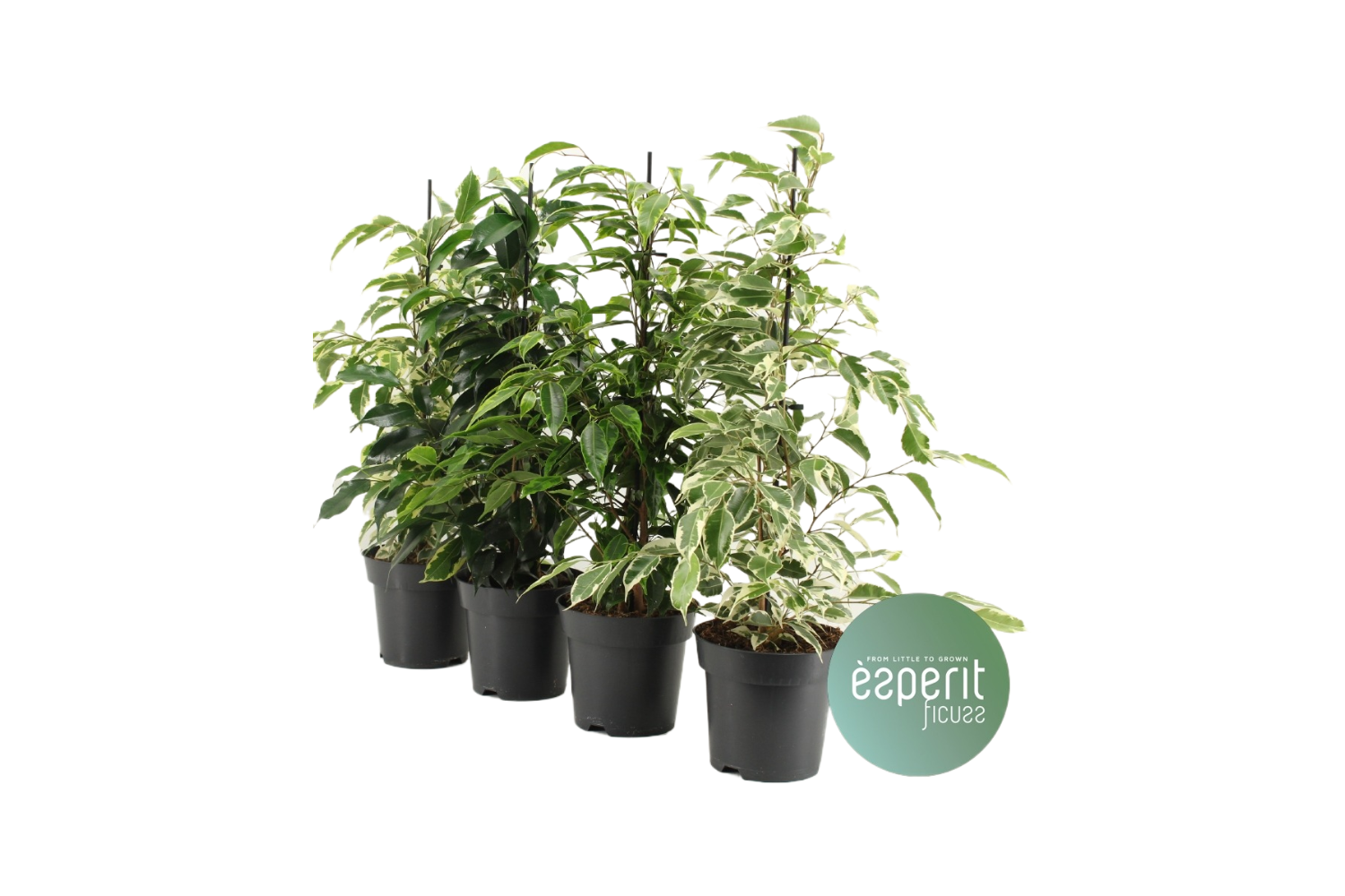 Ficus carica Panache - Tijgervijg - Palma Verde Exoten