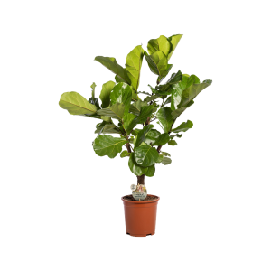 Ficus Lyrata Vertakt - P24