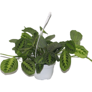 Hangpot Maranta leuc. Fascinator Lemon Lime