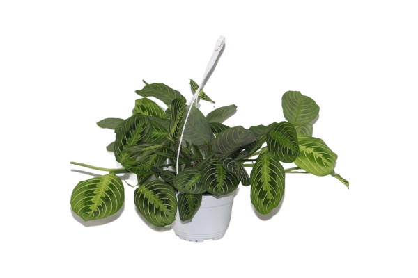 Hangpot Maranta leuc. Fascinator Lemon Lime