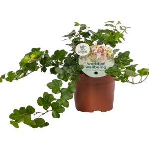 Hedera helix P13 - verschillende soorten per stuk