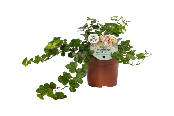 Hedera helix P13 - verschillende soorten per stuk