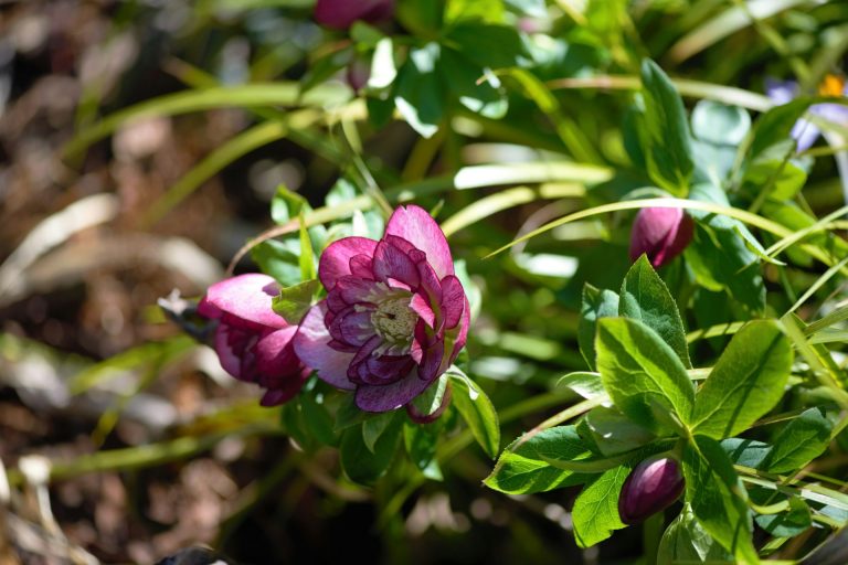 Een paarse winterbloem tussen groene bladeren in de tuin met zachte zonlichtreflecties op de achtergrond