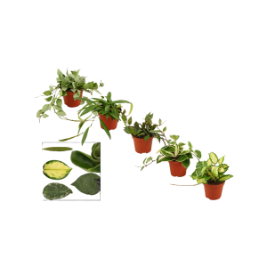 Hoya verschillende varianten - P9