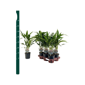 Kentia Howea 50cm - P13