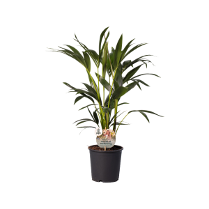 Kentia Howea 80cm -  P19