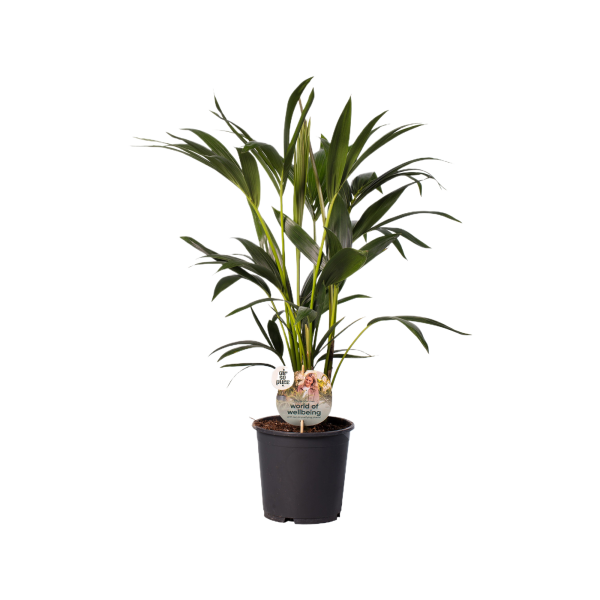 Kentia Howea 80cm -  P19