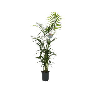 Kentia Howea 170cm - P24