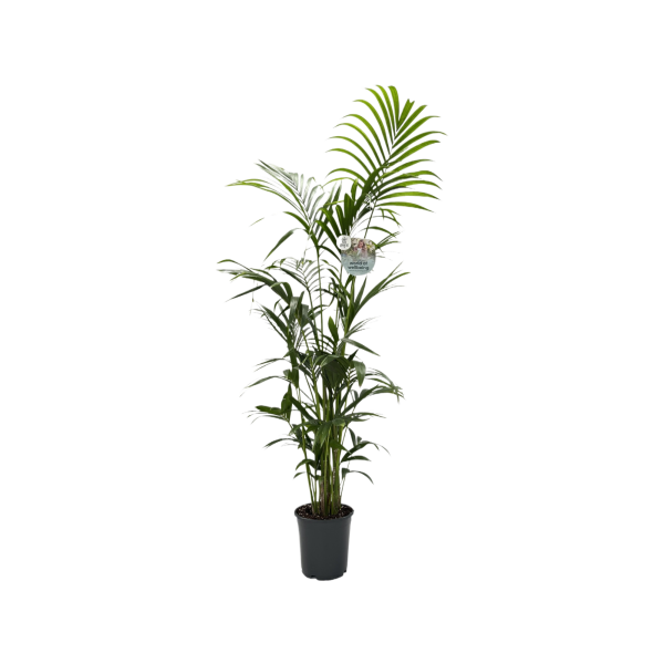 Kentia Howea 170cm - P24