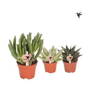Kolibri Greens Succulenten verschillende soorten 6cm
