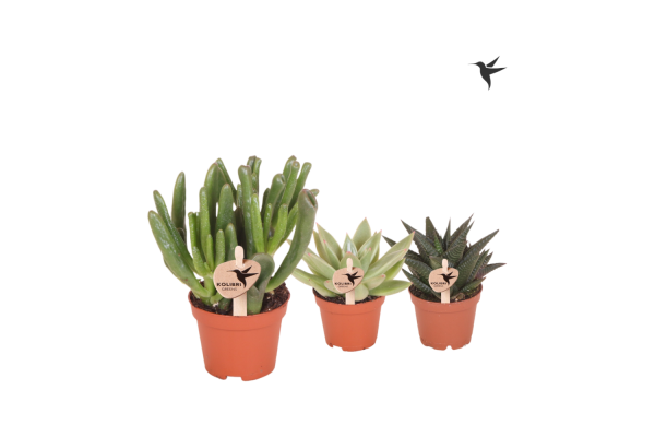 Kolibri Greens Succulenten verschillende soorten 6cm