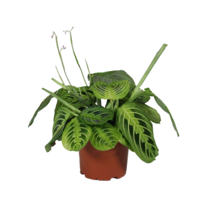 Maranta leuc. Fascinator Lemon Lime