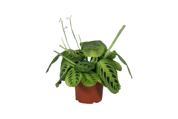 Maranta leuc. Fascinator Lemon Lime