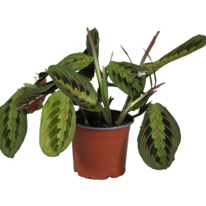 Maranta leuc. Fascinator Tricolor
