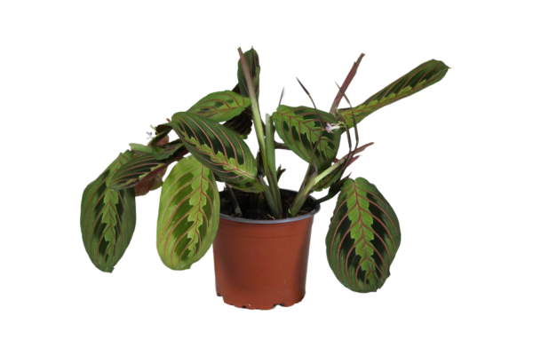 Maranta leuc. Fascinator Tricolor