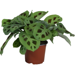 Maranta leuc. Kerchoveana
