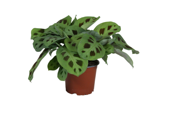 Maranta leuc. Kerchoveana