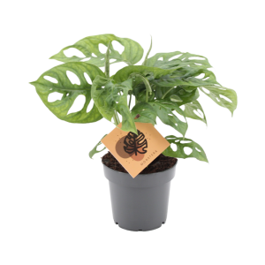 Monstera Monkey Leaf