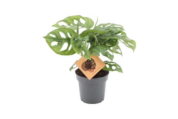 Monstera Monkey Leaf