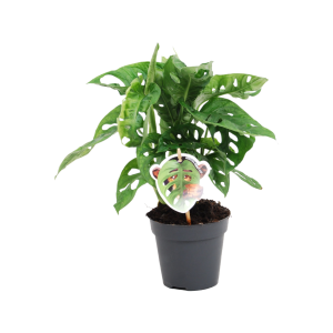 Monstera obliqua Monkey Leaf - P12