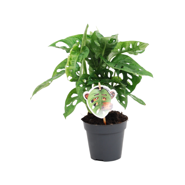 Monstera obliqua Monkey Leaf - P12