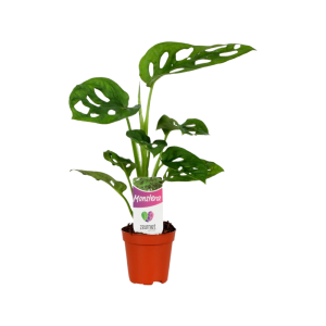Monstera Monkey Leaf Mini