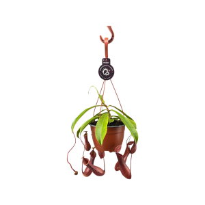 Nepenthes Alata hangpot - P14
