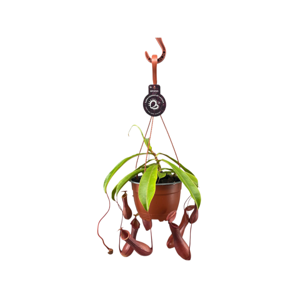 Nepenthes Alata hangpot - P14