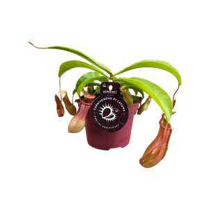 Nepenthes Alata - P12