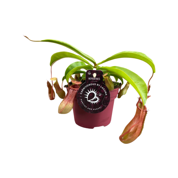 Nepenthes Alata - P12